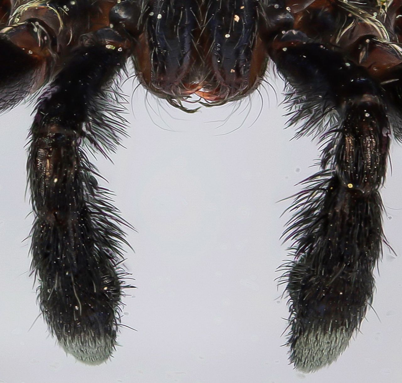 Lycosidae - Pardosa cfr. saltans